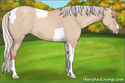 Horse Color: Silver Classic Champagne Dun Tobiano 