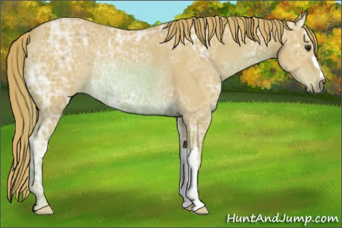 Horse Color: Watercolor Chestnut Ice Rabicano 