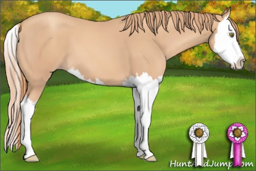 Horse Color: Gold Champagne Splash 
