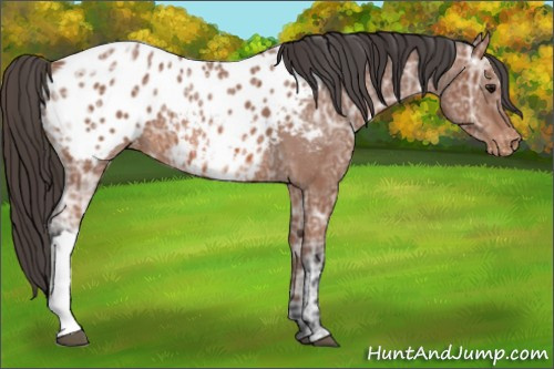Horse Color: Bay Ice Blanket 