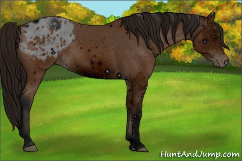 Horse Color: ERROR: UNKNOWN ANOMALY