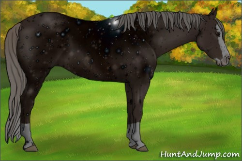 Horse Color: ERROR: UNKNOWN ANOMALY