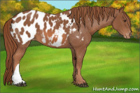 Horse Color:Chestnut Blanket