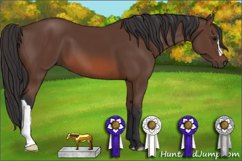 Horse Color: Bay 