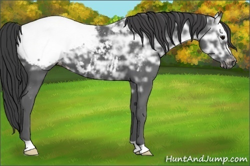 Horse Color: Black Ice Snowcap 