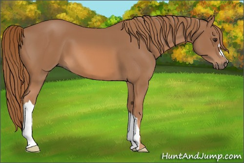 Horse Color: Chestnut 