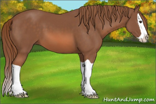 Horse Color: Liver Chestnut Splash 