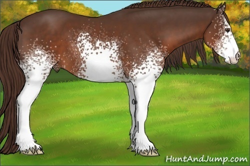 Horse Color: White Spotted Liver Chestnut 
