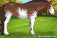 Horse Color:White Spotted Liver Chestnut 
