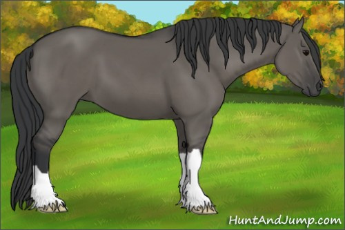 Horse Color: Grullo 