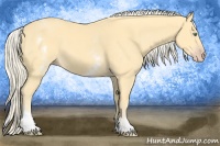 Horse Color:White Spotted Gold Cream Champagne 