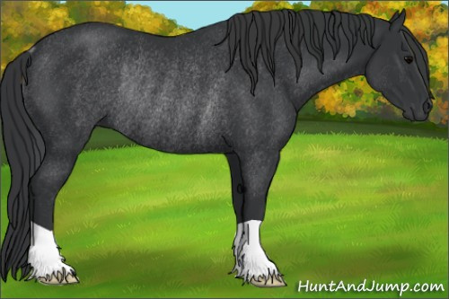 Horse Color: Brown Rabicano 
