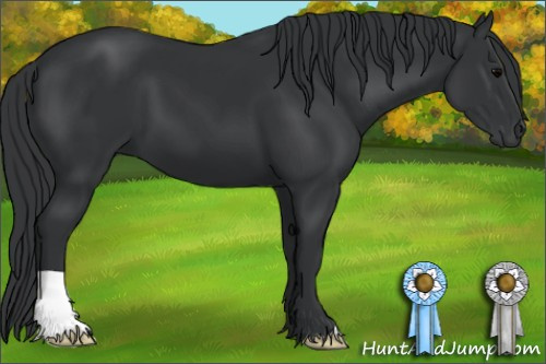 Horse Color: Brown 