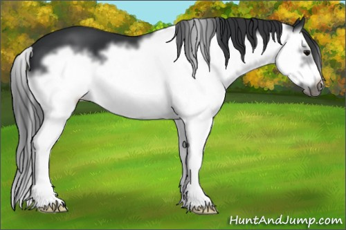 Horse Color: Brown Splash Frame 