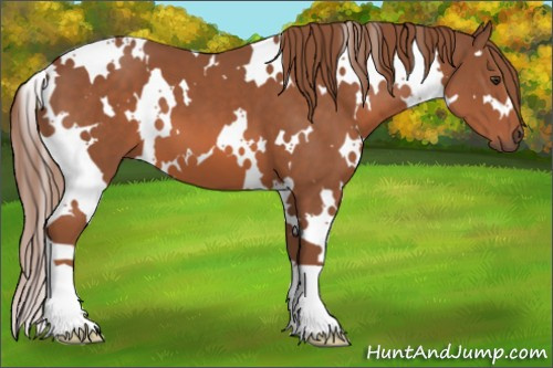 Horse Color: White Spotted Liver Chestnut 