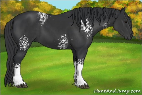 Horse Color: White Spotted Brown 