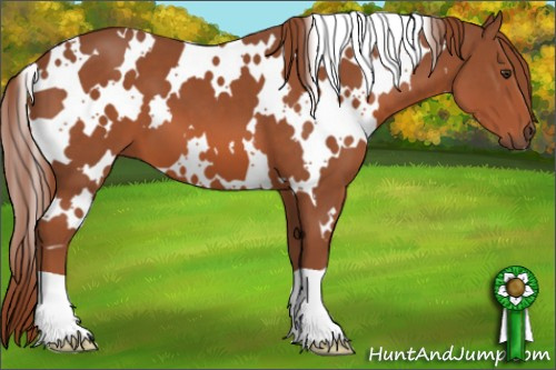 Horse Color: White Spotted Liver Chestnut 