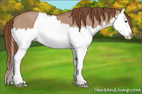 Horse Color: Red Dun Splash 
