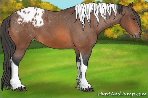Horse Color: Bay Tobiano Blanket 