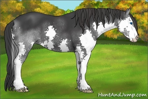 Horse Color: Black Splash 