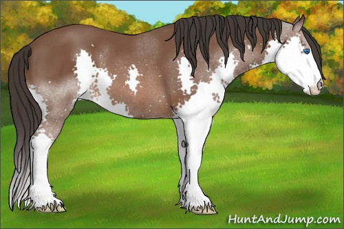 Horse Color: Bay Splash 