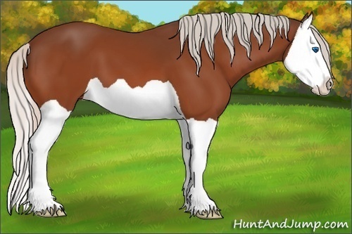Horse Color: Silver Bay Splash 