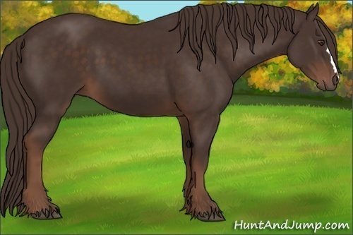 Horse Color: Liver Chestnut 