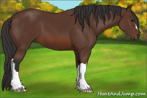 Horse Color: Bay 