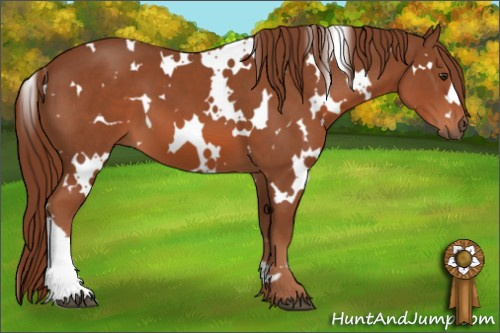 Horse Color: White Spotted Liver Chestnut 