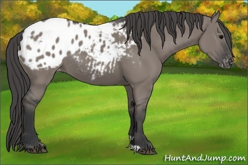 Horse Color: Grullo Blanket Rabicano 