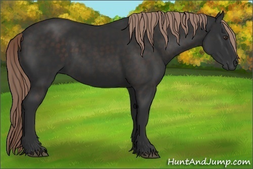 Horse Color: Liver Chestnut 
