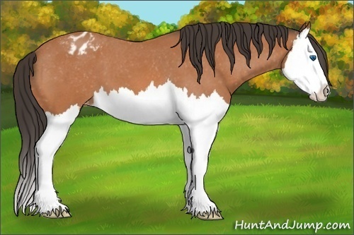 Horse Color: Bay Roan Splash Varnish 