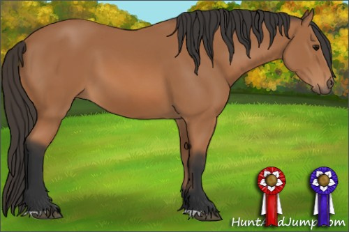 Horse Color: Bay 