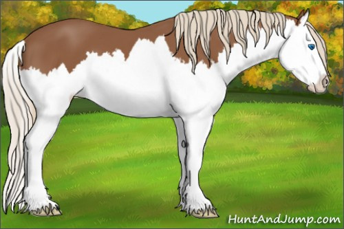 Horse Color: Liver Chestnut Splash 