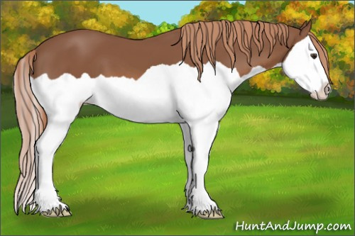 Horse Color: Liver Chestnut Splash 