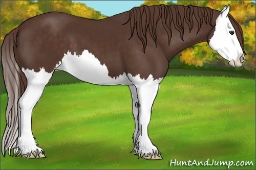 Horse Color: Liver Chestnut Splash 