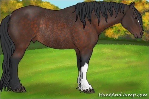 Horse Color: Brown Rabicano 