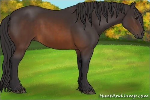 Horse Color: Buckskin 