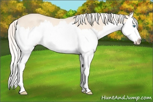 Horse Color: Cremello Splash Rabicano 