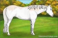 Horse Color:Cremello Splash Rabicano