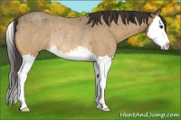 Horse Color:Buckskin Roan Splash Rabicano 