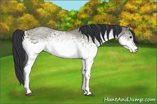 Horse Color: White Spotted Grullo 