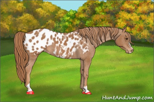 Horse Color: Chestnut Sabino Blanket Rabicano 