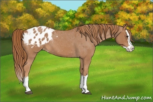 Horse Color: Red Roan Splash Blanket 