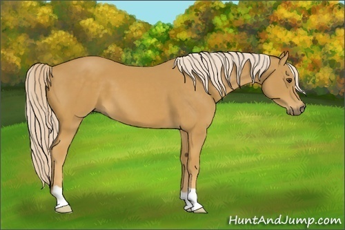 Horse Color: Palomino 