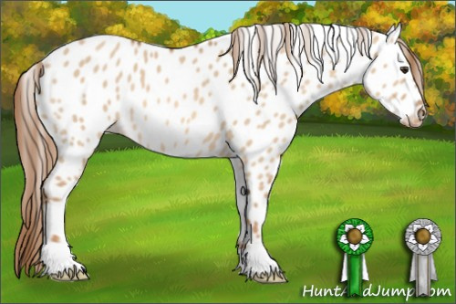 Horse Color: Red Dun Near Leopard 