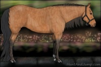 Horse Color:Bay  Brindle