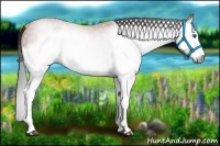 Horse Color:Gray Bay Splash Frame 