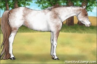 Horse Color:White Spotted Chestnut Sabino 