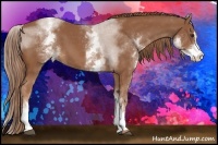 Horse Color:White Spotted Chestnut Sabino 